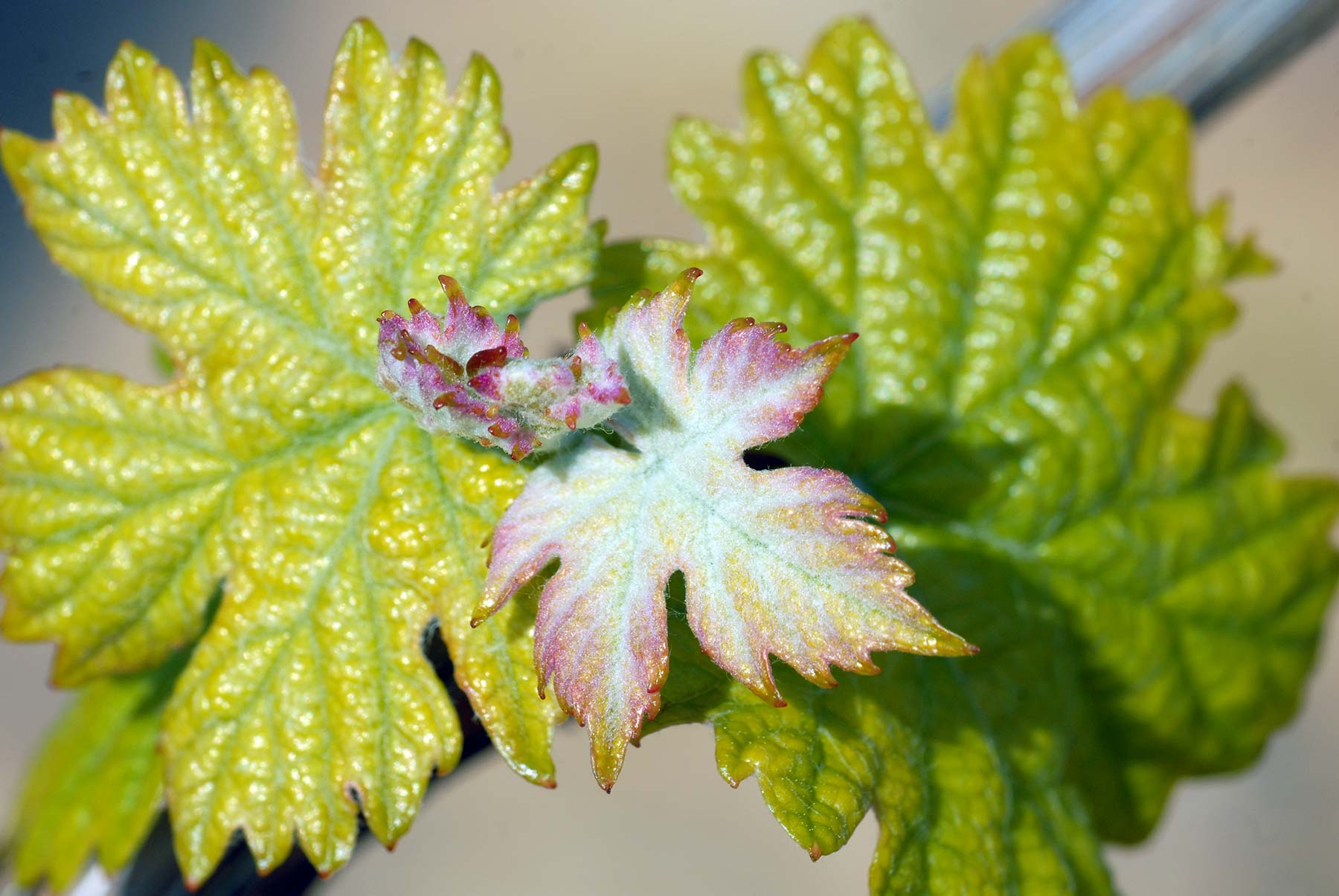Fiche technique Don de dieu Blanc Château Maravenne