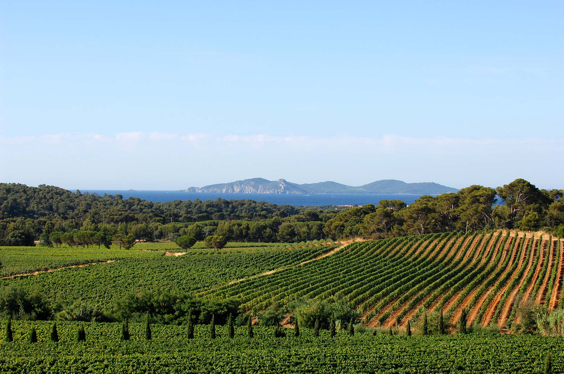 vignes AOP Château Maravenne La Londe