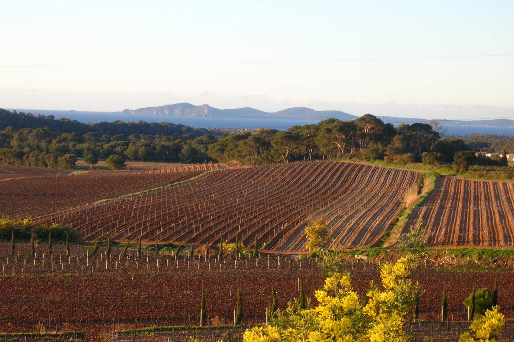 AOC Côtes de Provence La Londe
