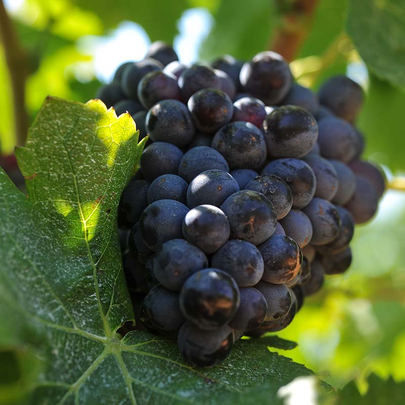 Un Terroir d’Identité, une Vigne d’Exigence