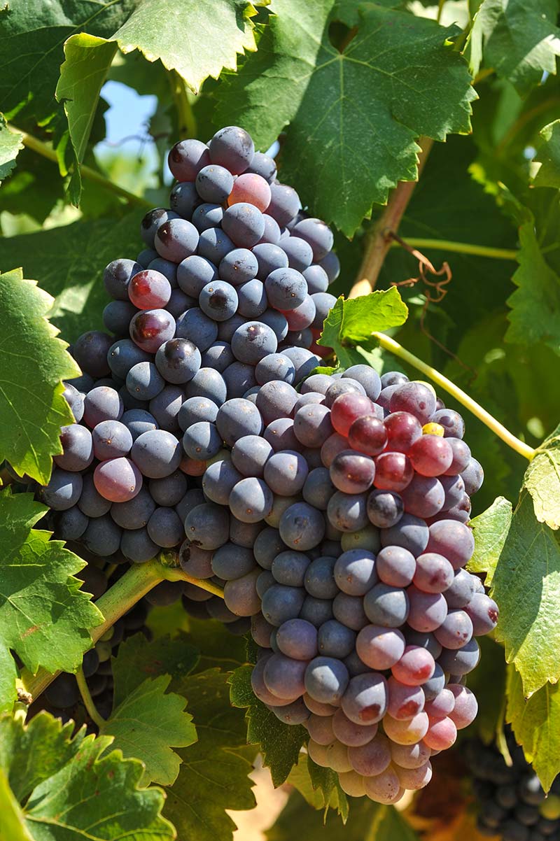 grappe de raisin