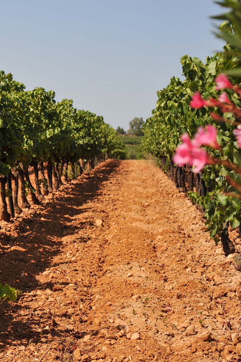 vignoble certifié Bio entre mer, schistes et mistral