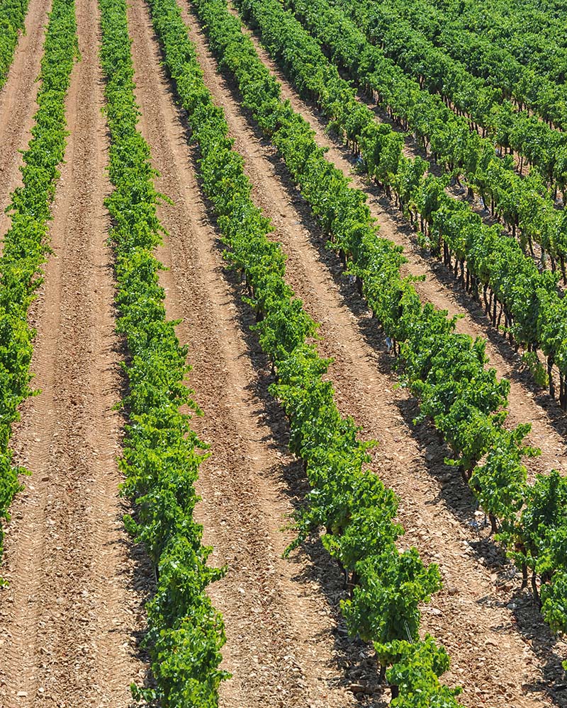 Vignes AOC Côtes de Provence La Londe