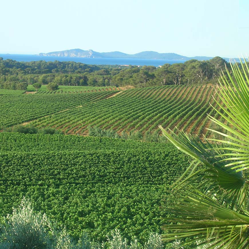 Vignes Château Maravenne